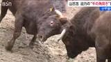 1トンの巨体が激突！伝統の「牛の角突き」初場所　山古志に響く鈍い衝撃音とファンの歓声　新潟・長岡市|TBS NEWS DIG