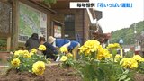 温泉街でマリーゴールド1680本の苗植え 大分 | 大分のニュース|OBS NEWS|大分放送