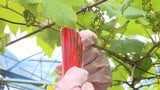 種なしのブドウを作るジベレリン処理 ブドウ生産量日本一の山梨県で地元の中学生が農業体験 |TBS NEWS DIG