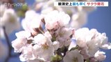 観測史上最も早くサクラ開花　平年より12日早く　4月上旬から中旬並みの陽気に　富山　|　富山のニュース｜天気・防災｜チューリップテレビ
