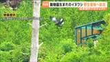 動物園生まれのイヌワシの野生復帰プロジェクト 日本で初めての挑戦 初年度のイヌワシの放鳥を無事完了 宮城・南三陸町 | 宮城のニュース│tbc NEWS│tbc東北放送