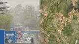 花粉の時期の黄砂「花粉爆発」に注意　呼吸器系の疾患が悪化するおそれ　|　BSSニュース | BSS山陰放送