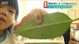 はがきのルーツ『タラヨウの葉』に思いを込めて…園児が祖父母に感謝のメッセージ 「敬老の日」前に|TBS NEWS DIG