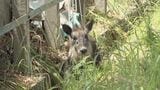 列車にぶつかったとみられる｢ニホンカモシカ｣ うずくまる様子も… 公園で捕獲 名古屋市内で目撃情報相次ぐ　|　名古屋・愛知・岐阜・三重のニュース【CBC news】 | CBC web