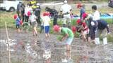 来春統合される小学校で全校児童が最後の田植え体験 宮城・角田市|TBS NEWS DIG