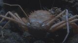 世界初の生体展示!超希少な深海カニ「ウィリアムホモラ」を美ら海水族館が採取に成功 | 沖縄のニュース|RBC 琉球放送