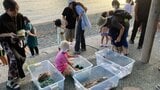 ウミガメを海に放流 大分の海岸 | 大分のニュース|OBS NEWS|大分放送