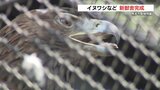 熊本市動植物園 絶滅危惧種『イヌワシ』など動物4種の新獣舎公開 生態系・自然環境学ぶパネルも | 熊本のニュース|RKK NEWS|RKK熊本放送