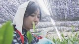 「八十八夜」に新茶の摘み取り 愛知・西尾市は全国有数の産地 カスリ姿の女性が昔ながらの茶摘みを再現 小学生が製茶体験も | 名古屋・愛知・岐阜・三重のニュース【CBC news】 | CBC web