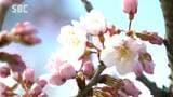 南信州から春の便り　天龍峡で早咲きの「春めき桜」が開花　長野・飯田市|TBS NEWS DIG
