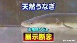 水槽を飛び出したり床にジャンプしたりと “暴れ放題” 「お客さんがいるときはあまり飛ばないのに…」“うなぎ”パワーに四苦八苦した学芸員はついに“展示を断念” |TBS NEWS DIG