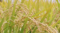 10月の「向こう3か月」コメ価格見通し　需給が緩み前月より大幅下落| TBS CROSS DIG with Bloomberg