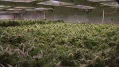 トランプ政権　医療用大麻の規制緩和　ヘロインと同等→鎮痛剤と同等に分類見直し　| TBS CROSS DIG with Bloomberg