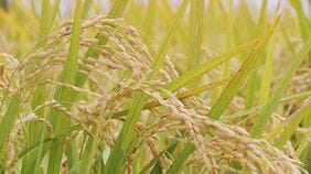 10月の「向こう3か月」コメ価格見通し　需給が緩み前月より大幅下落|TBS NEWS DIG