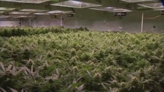 トランプ政権　医療用大麻の規制緩和　ヘロインと同等→鎮痛剤と同等に分類見直し　| TBS CROSS DIG with Bloomberg