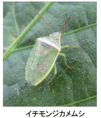 大豆の “カメムシ”多発…平年の4倍超　県が病害虫発生注意報　8月9月の高温で“さらに活発化”のおそれも　富山|TBS NEWS DIG