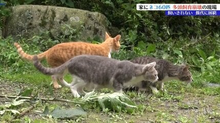 家にネコ60匹！ 多頭飼育崩壊 捕獲の現場に密着 | IBC NEWS | IBC岩手