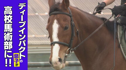 日本競馬の至宝”「ディープインパクト」その息子は愛媛の小さな町に