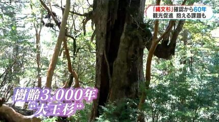 縄文杉」確認から60年 “屋久島のシンボル”直面する新たな課題 鹿児島 縄文杉」確認から60年 “屋久島のシンボル”直面する新たな課題 鹿児島
