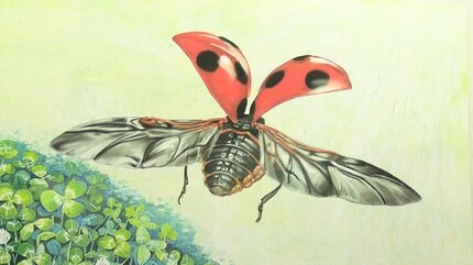 昆虫の絵本と標本を見比べ比較を楽しむ展示会 倉敷市立自然史博物館