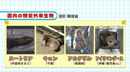 可愛い顔して凶暴！？特定外来生物「アライグマ」が熊本・立田山で初