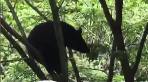 長野市の住宅街で相次ぐ目撃　クマが市街地に近づくのはナゼ？|TBS NEWS DIG