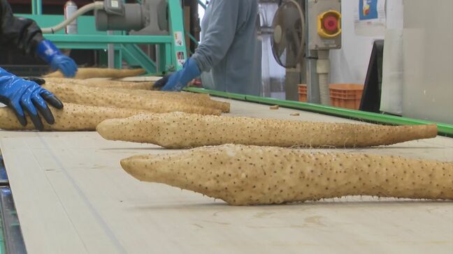 粘りが強くコクがあるのが特徴…鳥取県オリジナル品種「ねばりっこ」出荷|TBS NEWS DIG