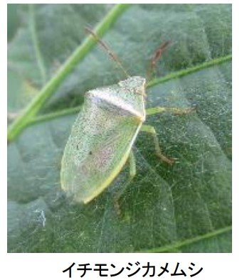 大豆の “カメムシ”多発…平年の4倍超 県が病害虫発生注意報 8月9月の高温で“さらに活発化”のおそれも 富山|TBS NEWS DIG