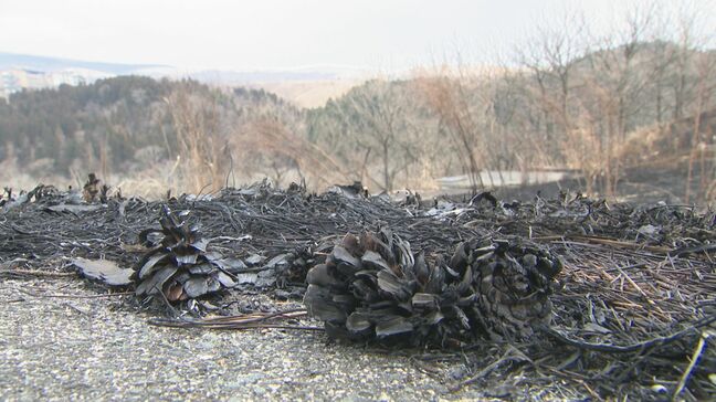 もしも山火事に遭遇したら…熊本で相次ぐ枯草火災で2人死傷 火事に繋がりやすい気象条件とは?|TBS NEWS DIG