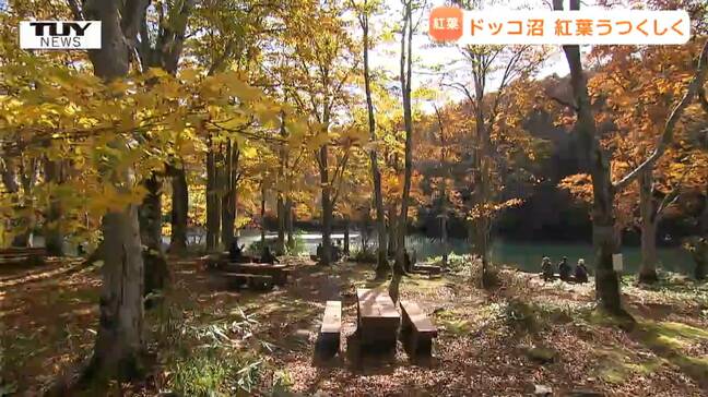 蔵王の美しい紅葉…ドッコ沼を歩く（山形）|TBS NEWS DIG