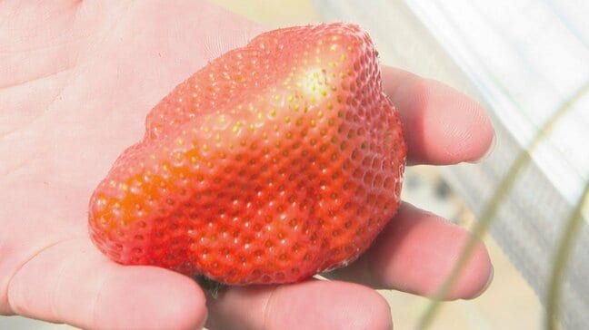 待望のいちご狩りスタート 旬の味覚を時間無制限で 1日400個売れるパフェも人気 大分・豊後大野市|TBS NEWS DIG