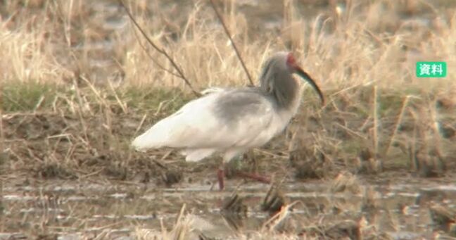 本州初となる能登でのトキ放鳥 石川県知事「トキ関連施設の整備も前向きに」|TBS NEWS DIG