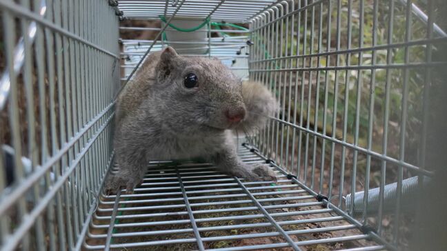 森に潜む“侵略者”「クリハラリス」が大分・別府市で確認　生態系や農林水産業への影響懸念|TBS NEWS DIG