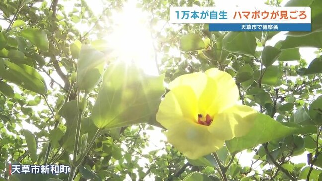 「ザラザラと思っていたらサラサラ」日本最大級ハマボウの群生地で観察会　熊本県天草市|TBS NEWS DIG