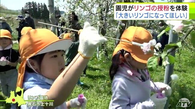 「大きいリンゴになってほしい!」園児たちがリンゴの授粉作業に挑戦! 11月に収穫の予定 青森県黒石市|TBS NEWS DIG