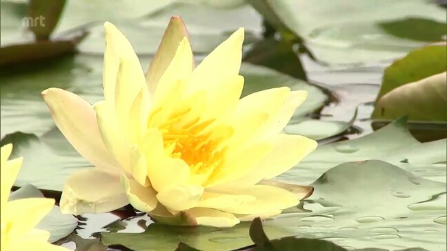 約4000本のスイレンの花が見ごろ　宮崎市「みそぎ池」|TBS NEWS DIG