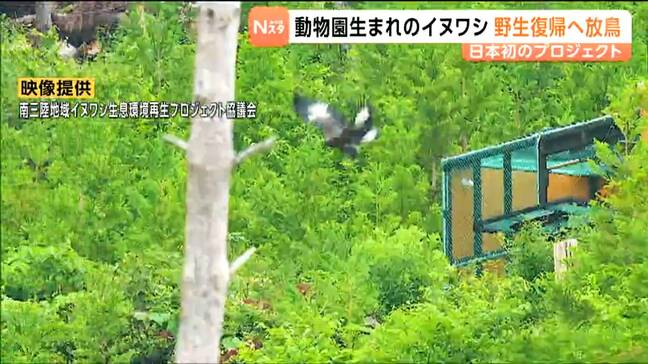動物園生まれのイヌワシの野生復帰プロジェクト 日本で初めての挑戦 初年度のイヌワシの放鳥を無事完了 宮城・南三陸町|TBS NEWS DIG
