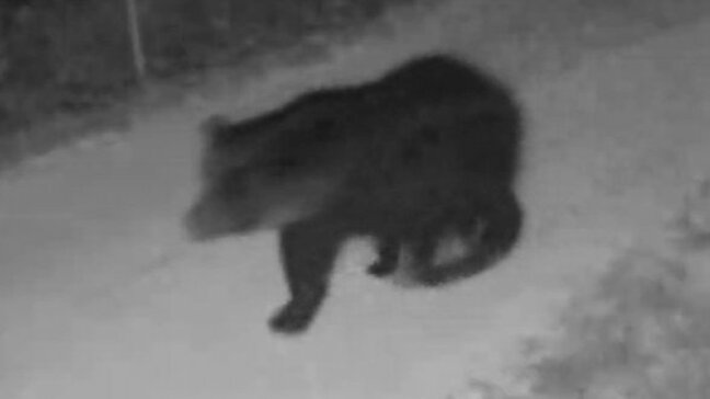 多発するクマの出没 専門家が注目したのは公園の"クルミ" 冬眠前の活発なクマにどう備える?縮まる人とクマとの距離 |TBS NEWS DIG