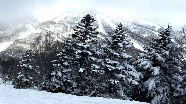 バックカントリーで…オーストラリア国籍の１８歳男性が焼額山で一時遭難・長野県山ノ内町|TBS NEWS DIG