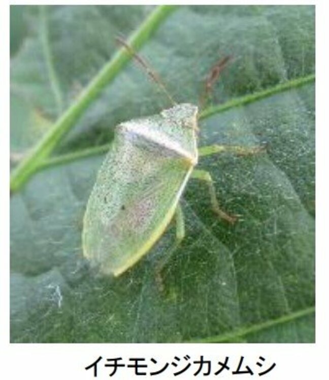 大豆の “カメムシ”多発…平年の4倍超　県が病害虫発生注意報　8月9月の高温で“さらに活発化”のおそれも　富山|TBS NEWS DIG