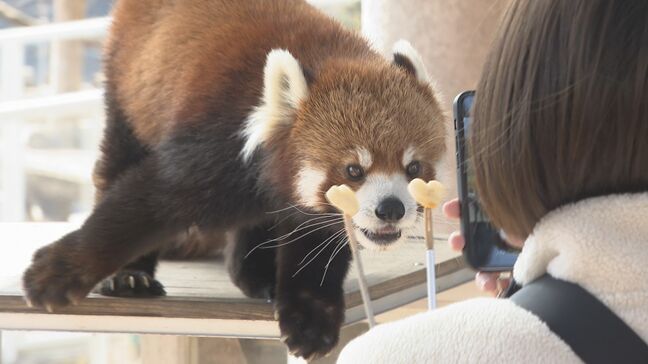 バレンタインデー前に　レッサーパンダに贈られた餌はハート型　山口・美祢|TBS NEWS DIG