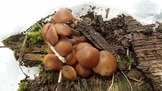 毒キノコの「コレラタケ」をキノコ汁で食べた家族5人が食中毒【新潟　上越市】|TBS NEWS DIG
