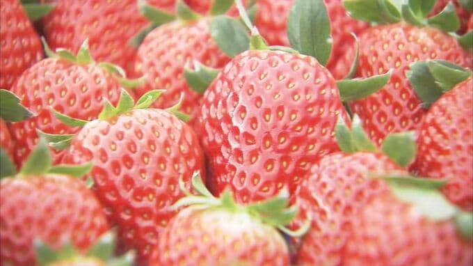 まるで宝石のよう…クリスマスケーキにかかせない「イチゴ」収穫最盛期　鳥取・北栄町　|　BSSニュース | BSS山陰放送