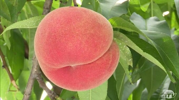 「赤みの強い色になっていてモモらしい濃い味を味わえる」“北のフルーツ王国”でモモの収穫が最盛期　収量の見込みは約60トンと例年並み　青森県南部町|TBS NEWS DIG