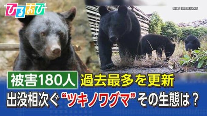 クマ被害が過去最多　世界初の映像から分かるクマの生態を知り身を守ろう【ひるおび】|TBS NEWS DIG