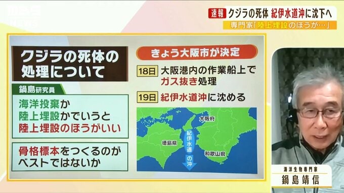 "迷いクジラ"きょうにも紀伊水道沖へ...専門家に聞く『クジラの海洋投棄』「底引き網に腐った肉...漁業に影響」「少なくとも500kmは沖へ」|TBS NEWS DIG