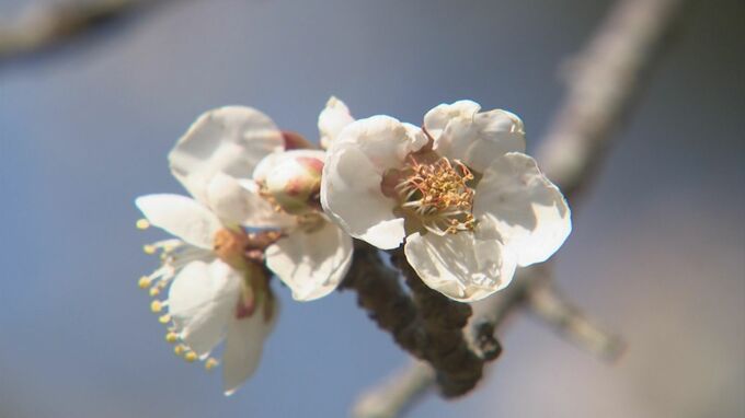 一気に春本番　日中ぽかぽか　各地で今年最高気温に　|　BSSニュース | BSS山陰放送