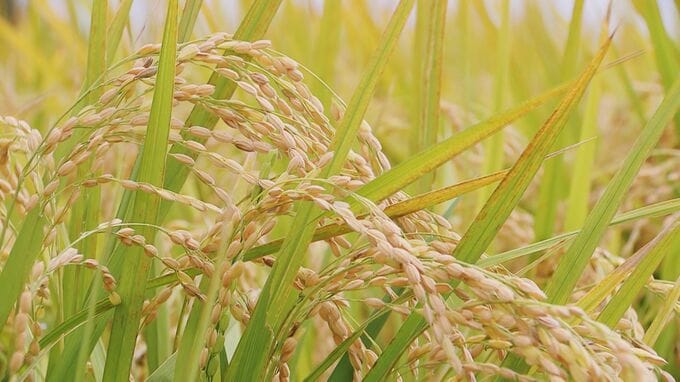 10月の「向こう3か月」コメ価格見通し　需給が緩み前月より大幅下落