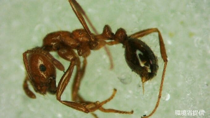 高松港で「アカカミアリ」200匹を発見　人的被害はなし【香川】　|　岡山・香川のニュース | 天気 | RSK山陽放送