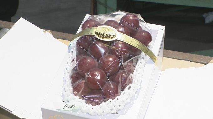1粒4500円！最高級ブドウ「ルビーロマン」 金沢の初競りで1房15万円の高値に|TBS NEWS DIG